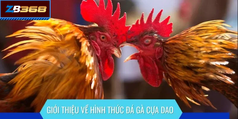Đá gà cựa đao, cựa sắt CPC là như thế nào?