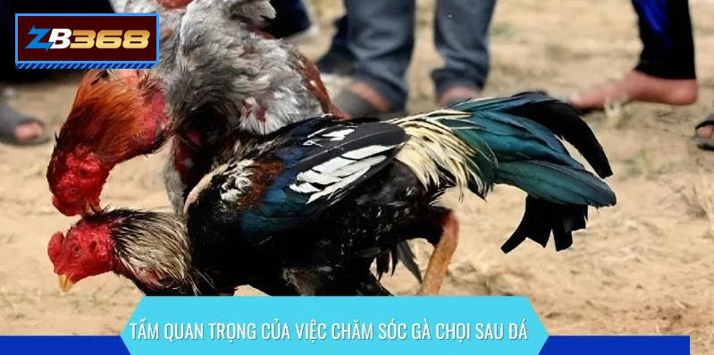 dagapage1 Tầm quan trọng của việc chăm sóc gà đá CPC SV388